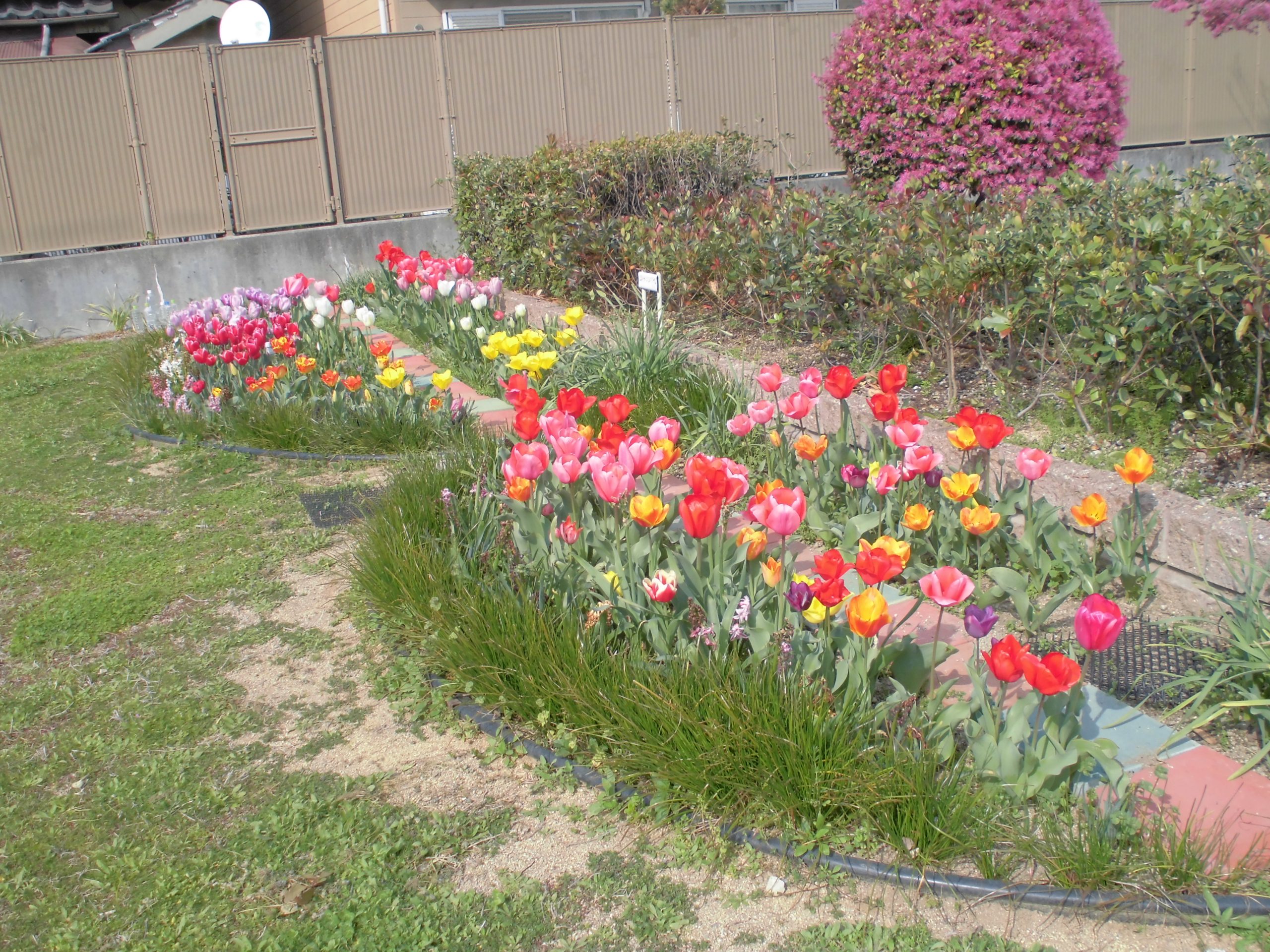 チューリップの花が満開です♪