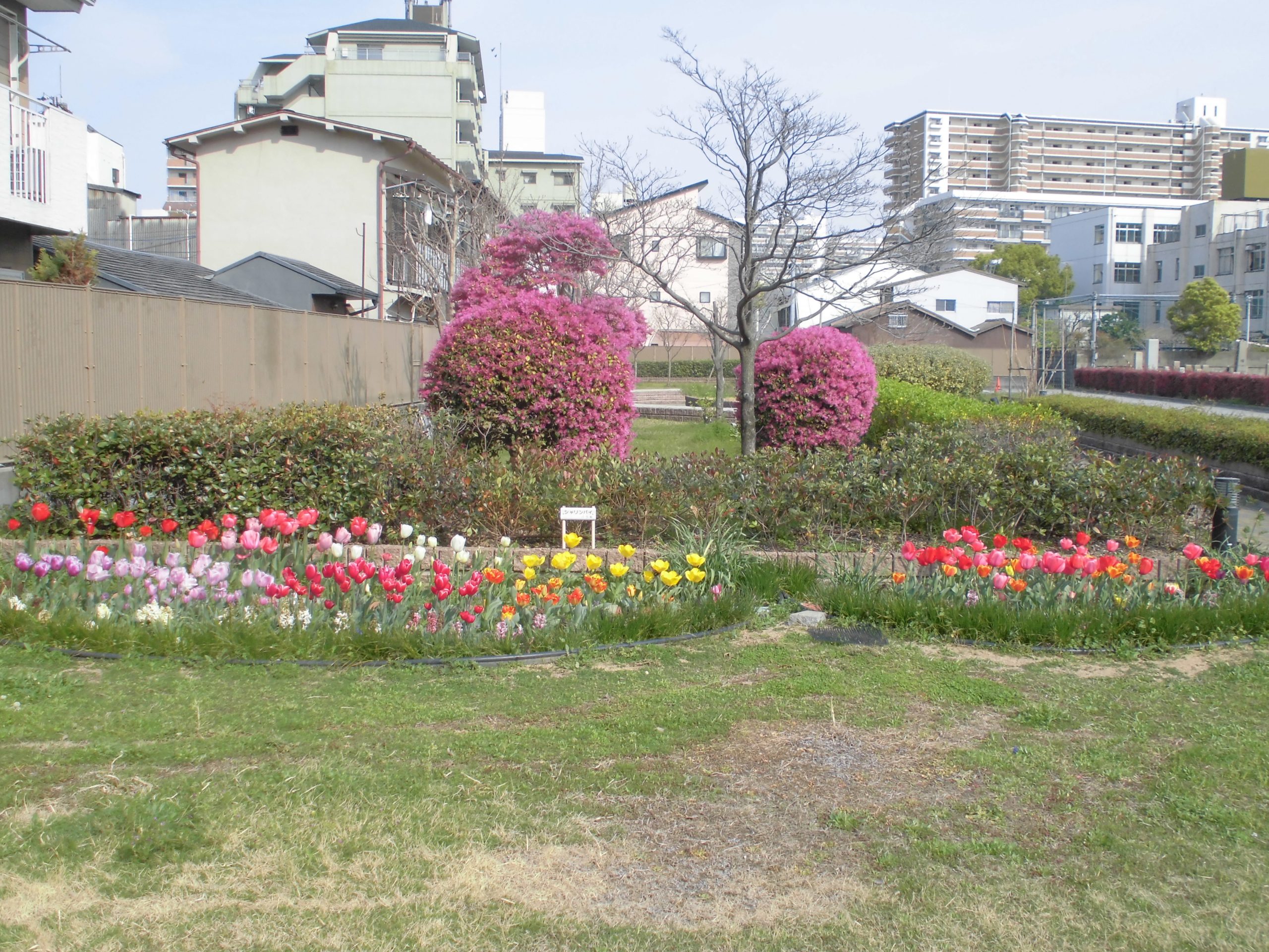 チューリップの花が満開です♪