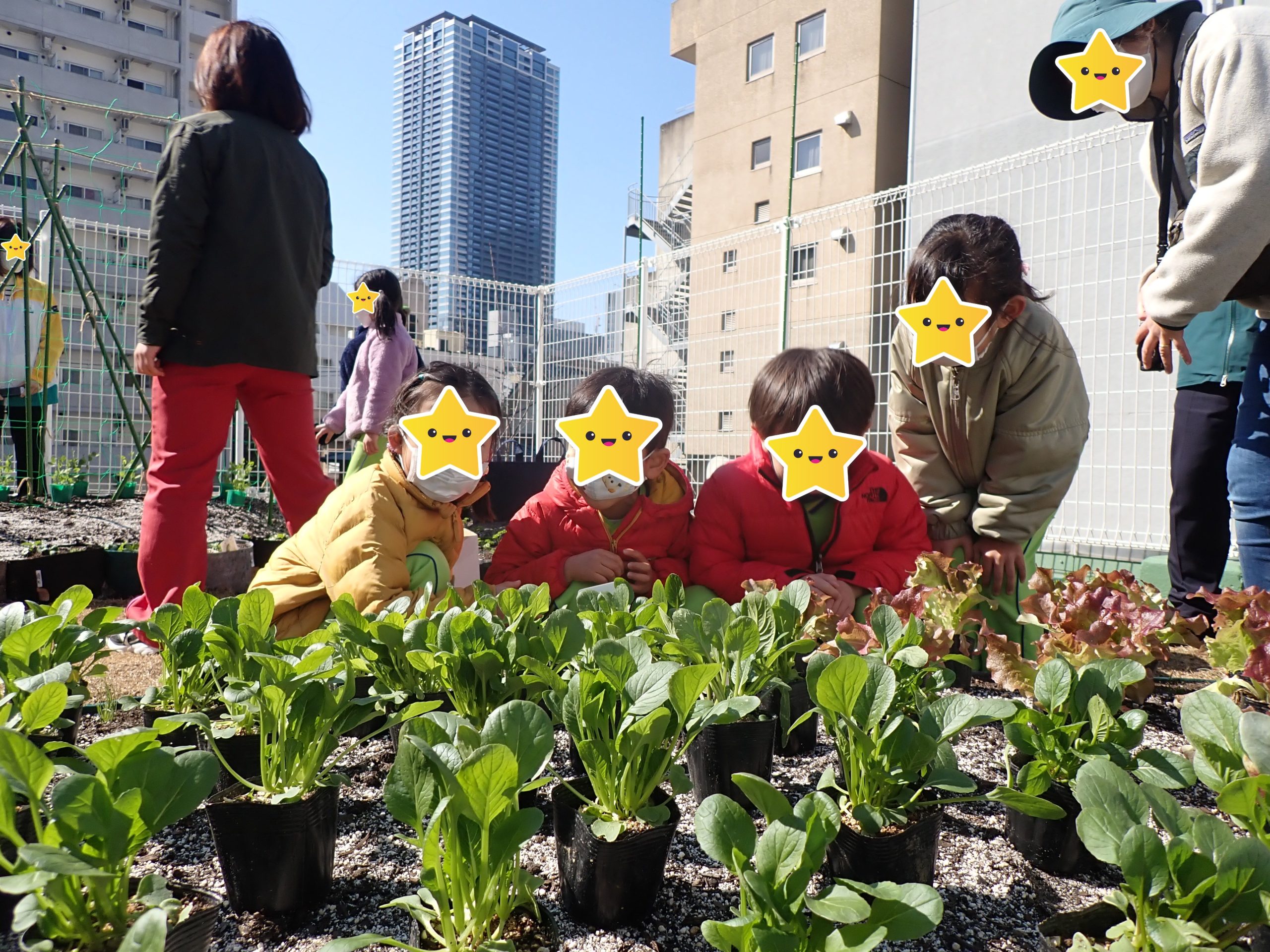 Urban City Farm OZで野菜の苗を植付けしました！