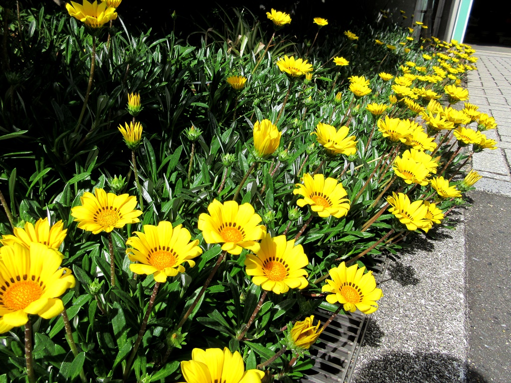 ガザニアが咲きました!