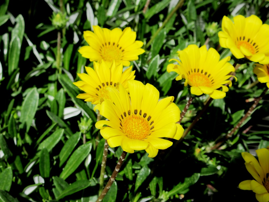 ガザニアが咲きました!