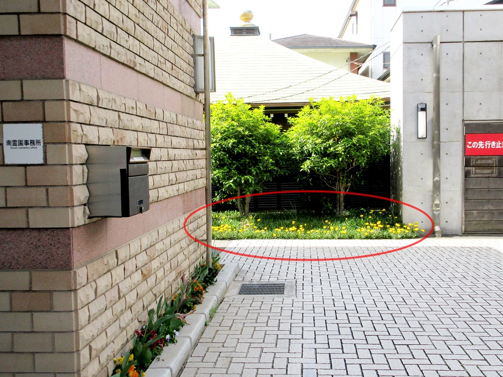 ガザニアが咲きました!