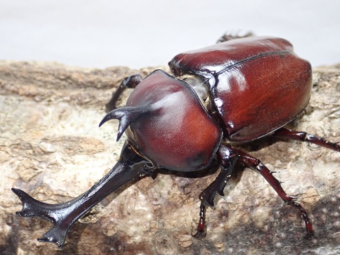 ＜団体様向け＞最強のカブトムシを知りつくす！