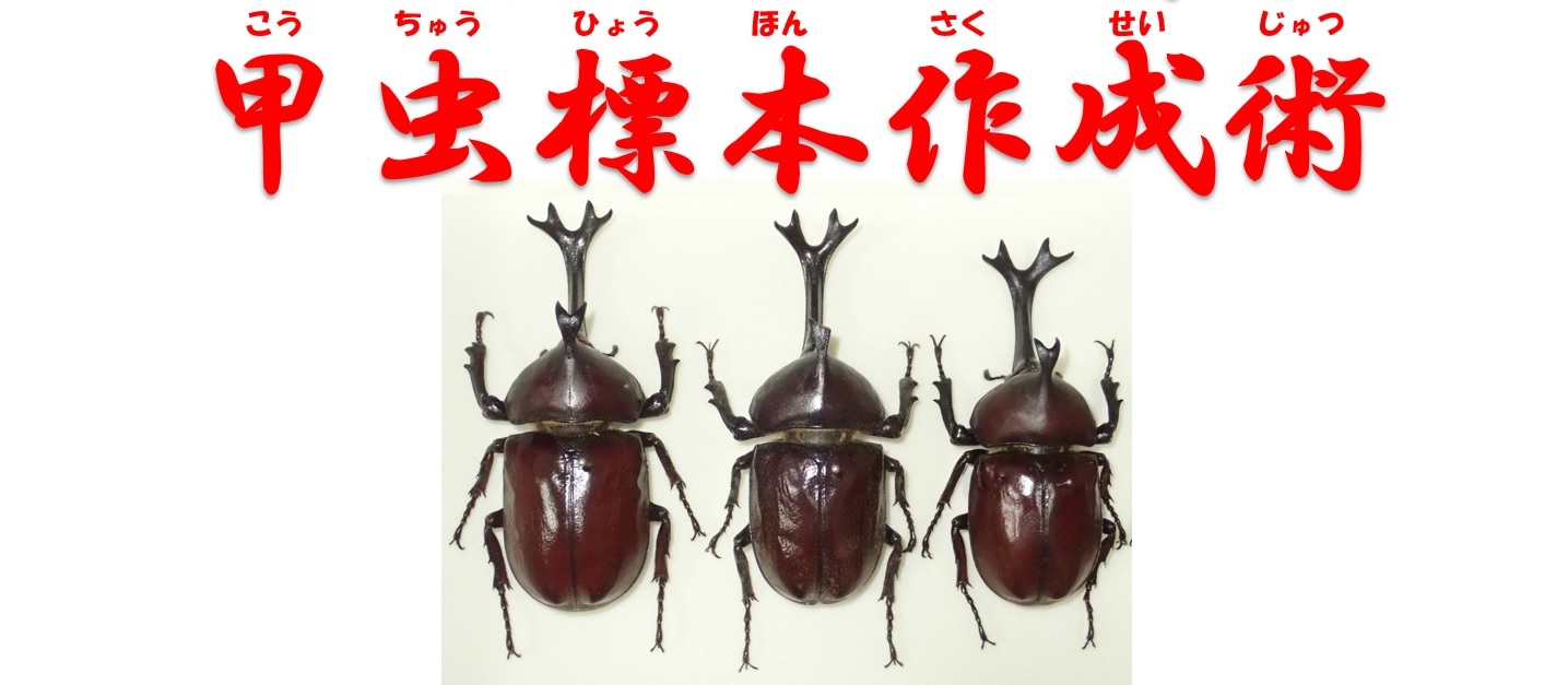 <団体様向け>-甲虫標本作成術-