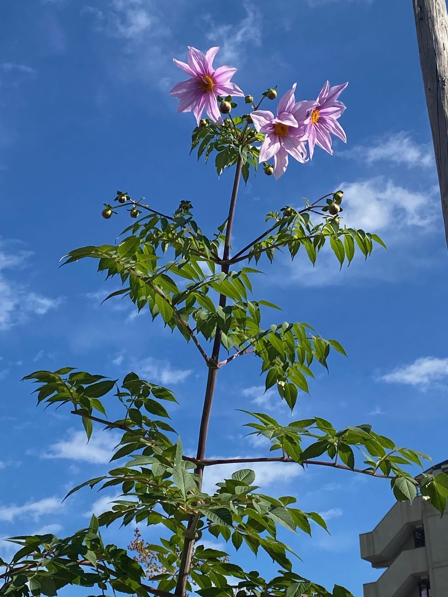 花壇の模様替え